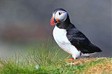 Atlantic Puffinborder=